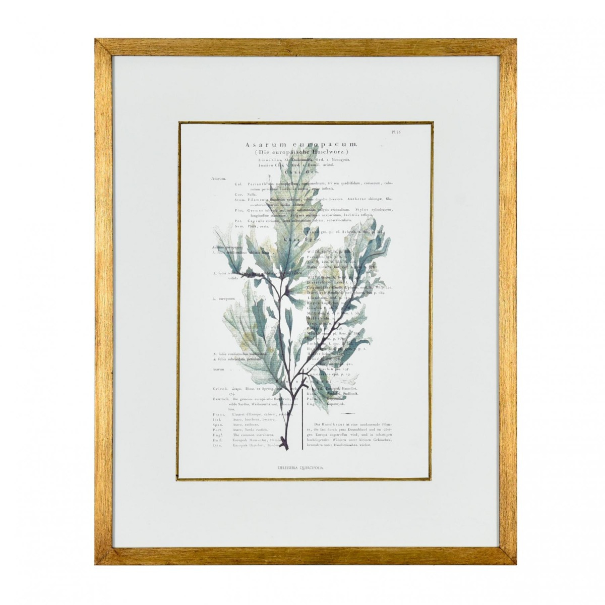 Gravura Algas do Mar III - SKU 07202408V2