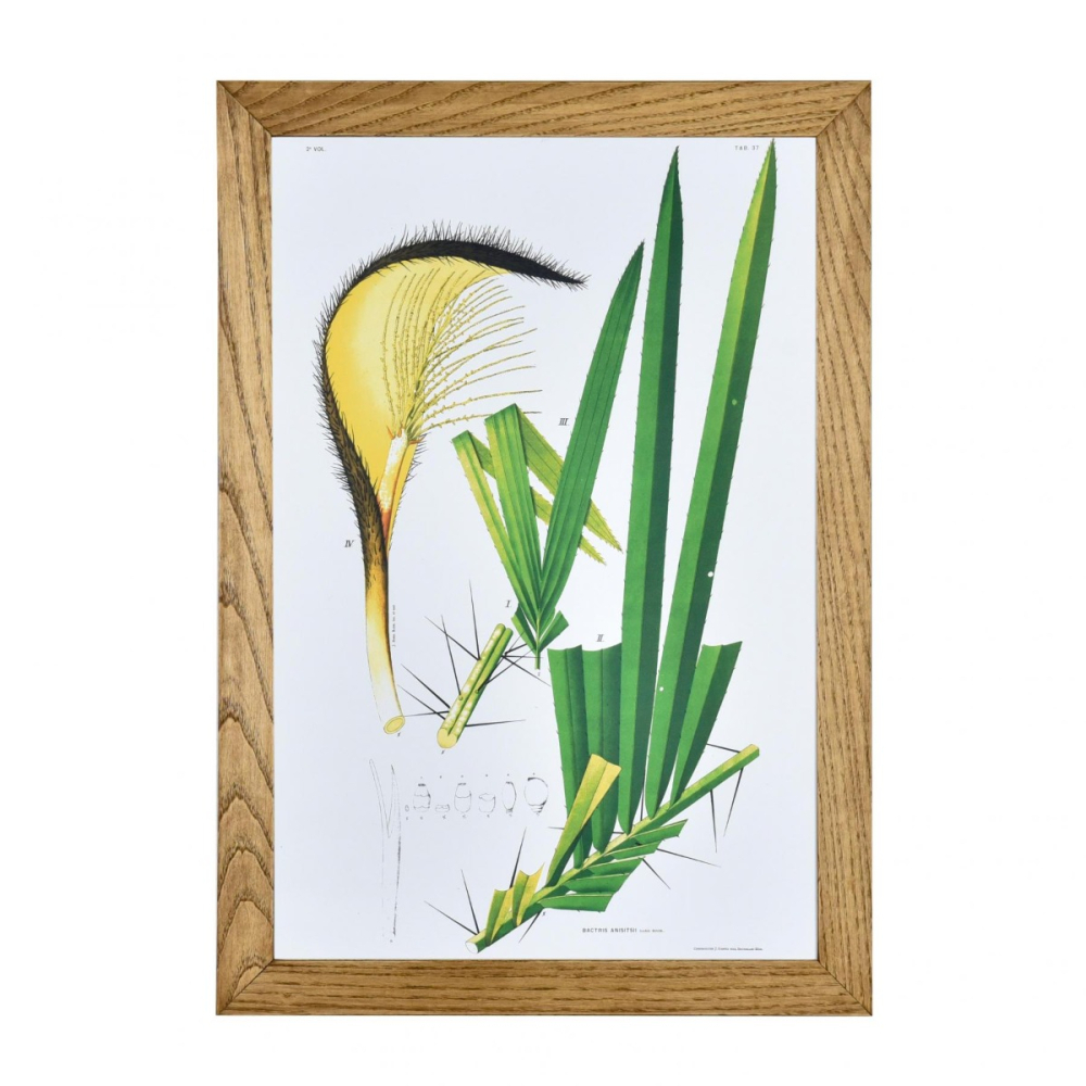 Gravura Botânica III