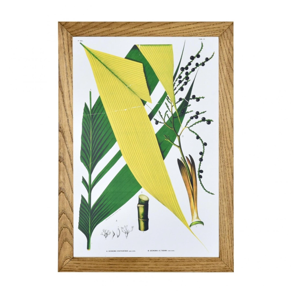 Gravura Botânica VII