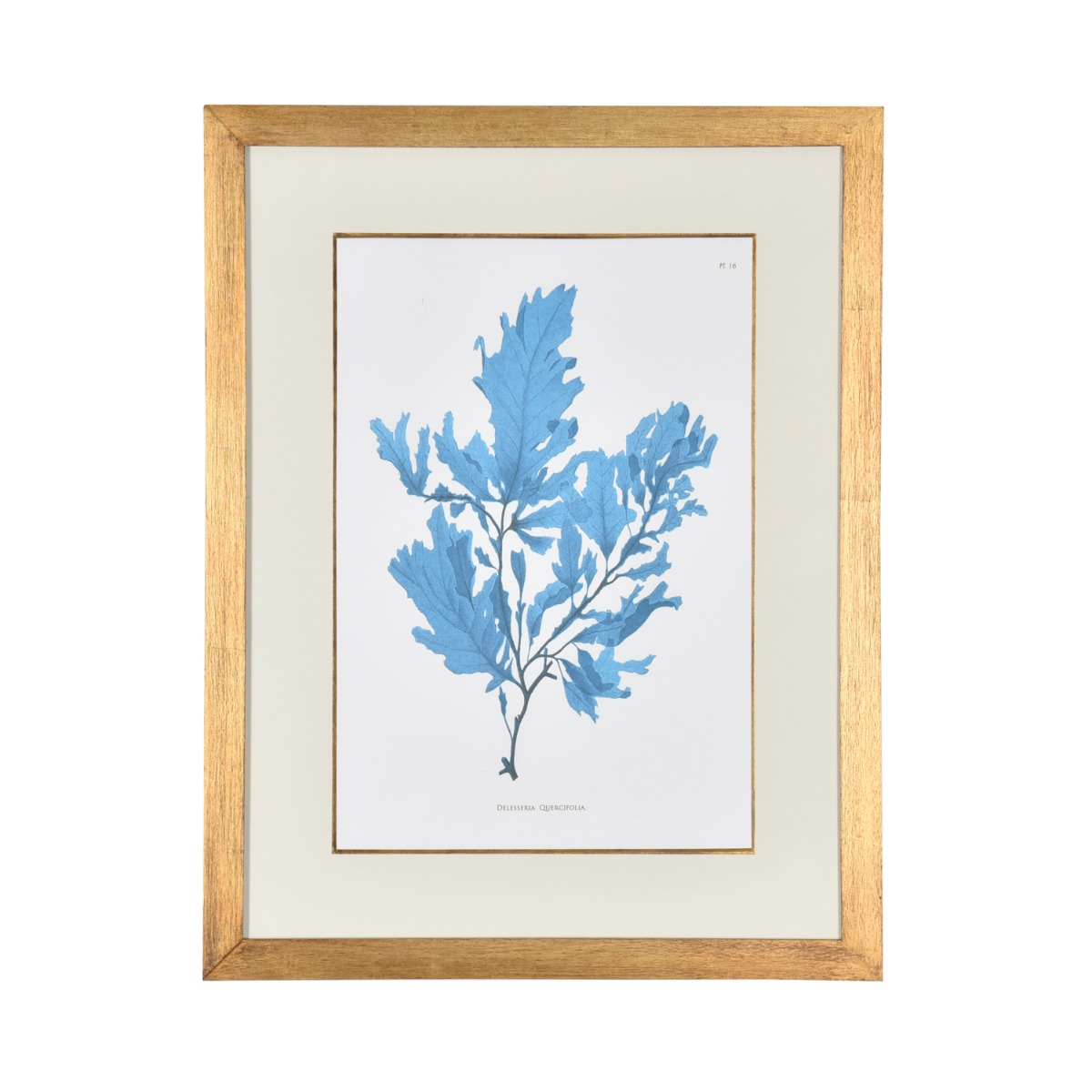 Gravura Coral Azul I - SKU 07202101