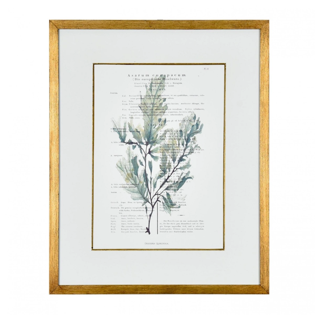 Gravura Algas do Mar III